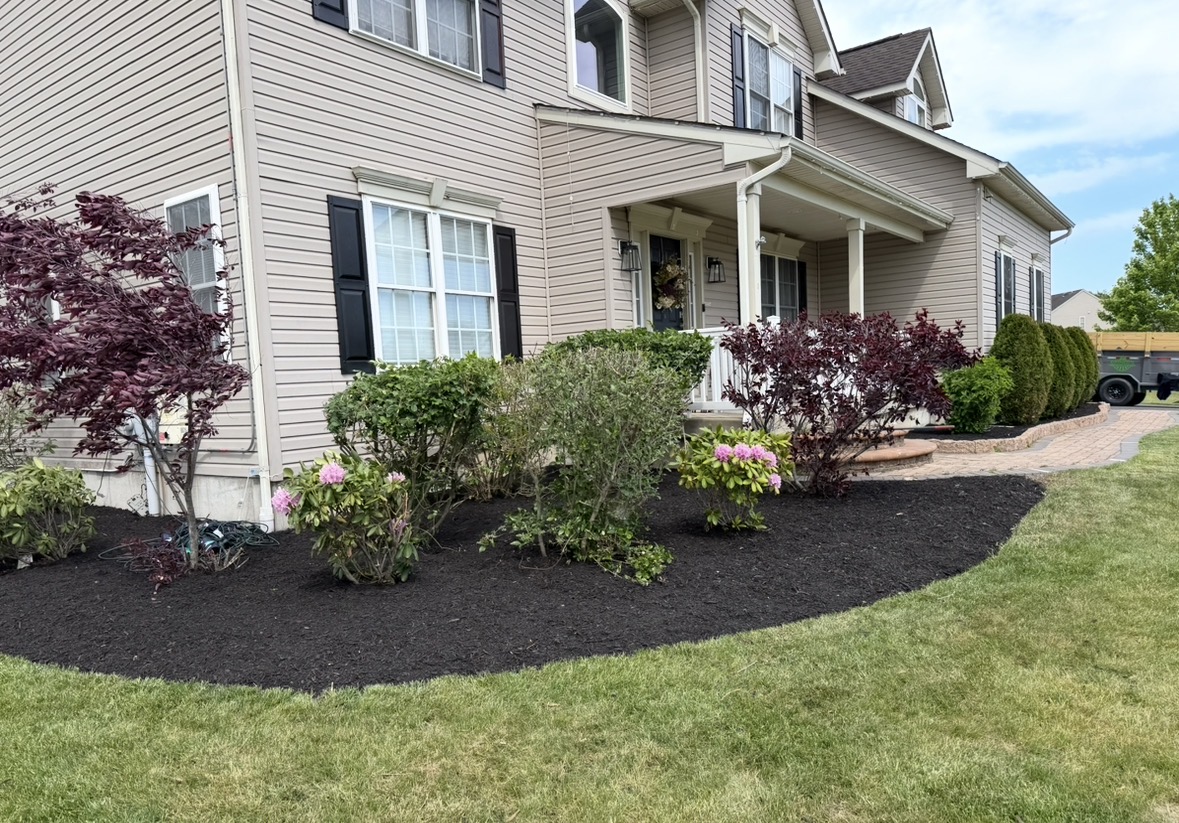 Fresh black mulch bed with rhododendrons and Japanese maples along a home's front walkway