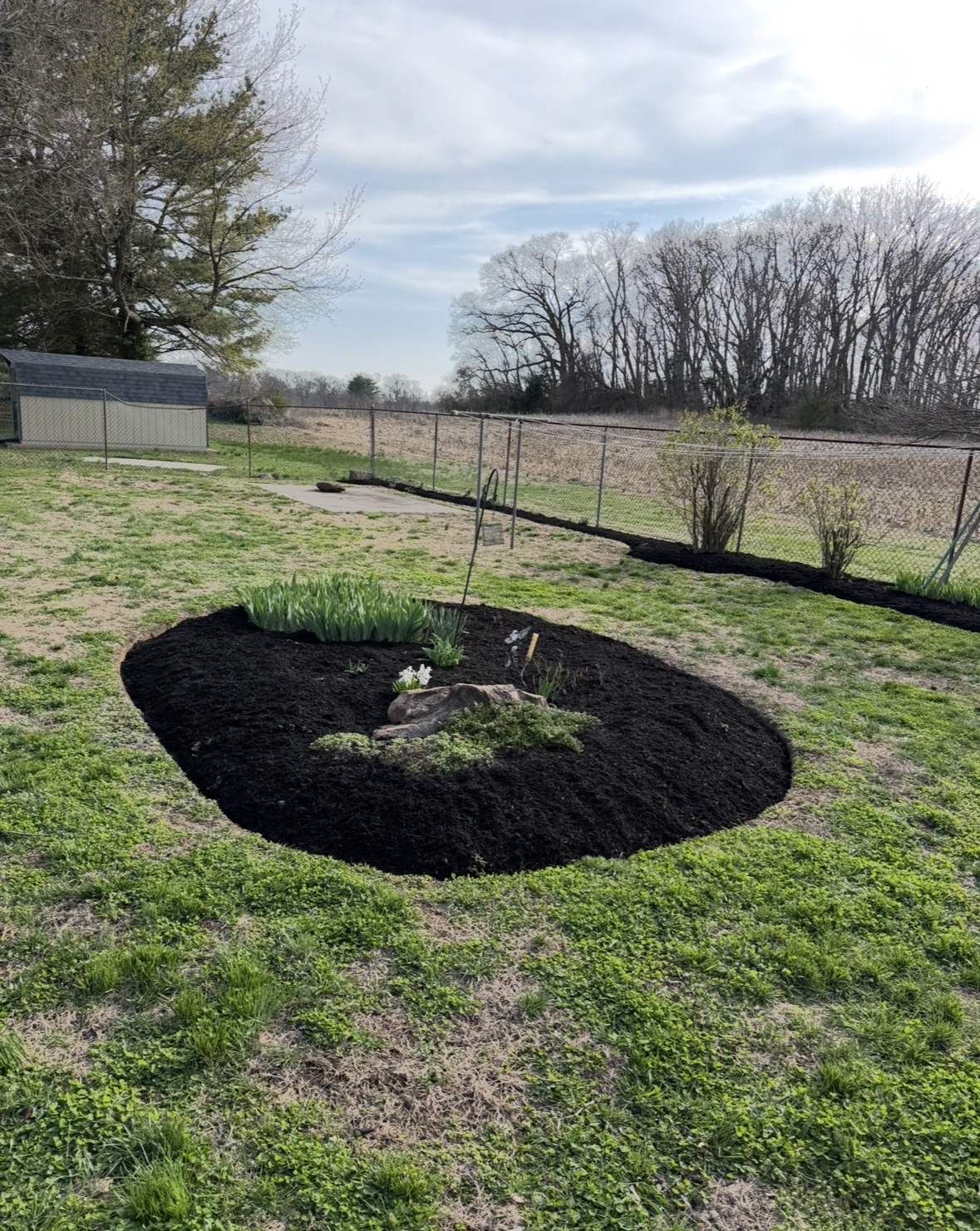 Oval mulch island bed with a stone accent and early spring plantings in an open yard