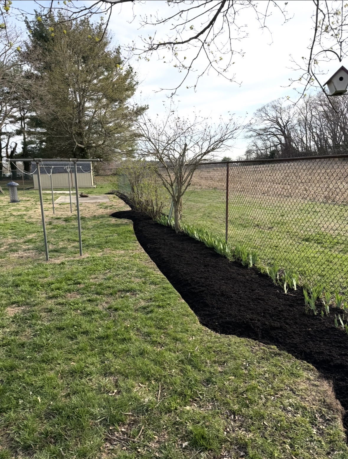 Long curved mulch bed edged along a fence line with newly emerging perennials