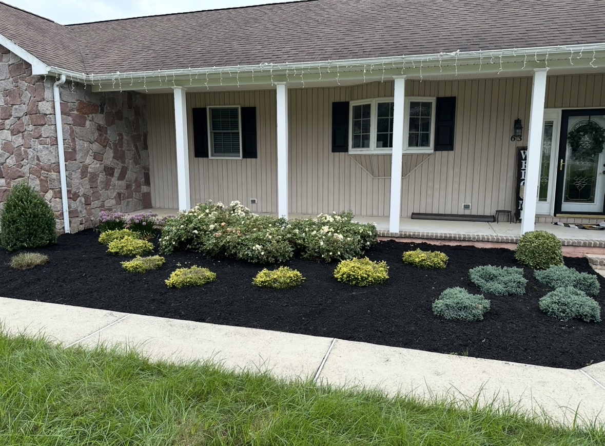 Front foundation bed installed with roses, boxwood and blue shrubs in fresh black mulch