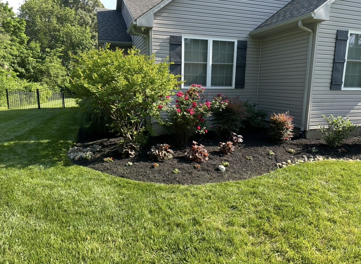 Striped, freshly cut lawn beside a curved mulch bed with flowering shrubs